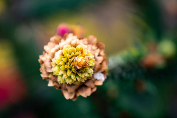 This close-up photograph showcases a vibrant red pine cone attached to a branch. The detailed view highlights the unique texture and color of the cone against the backdrop of the branch, offering a captivating glimpse into the beauty of nature's intricate patterns.