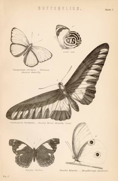 ニンファリ科の蝶の木版画 - 1880～1889年のベクターアート素材や画像