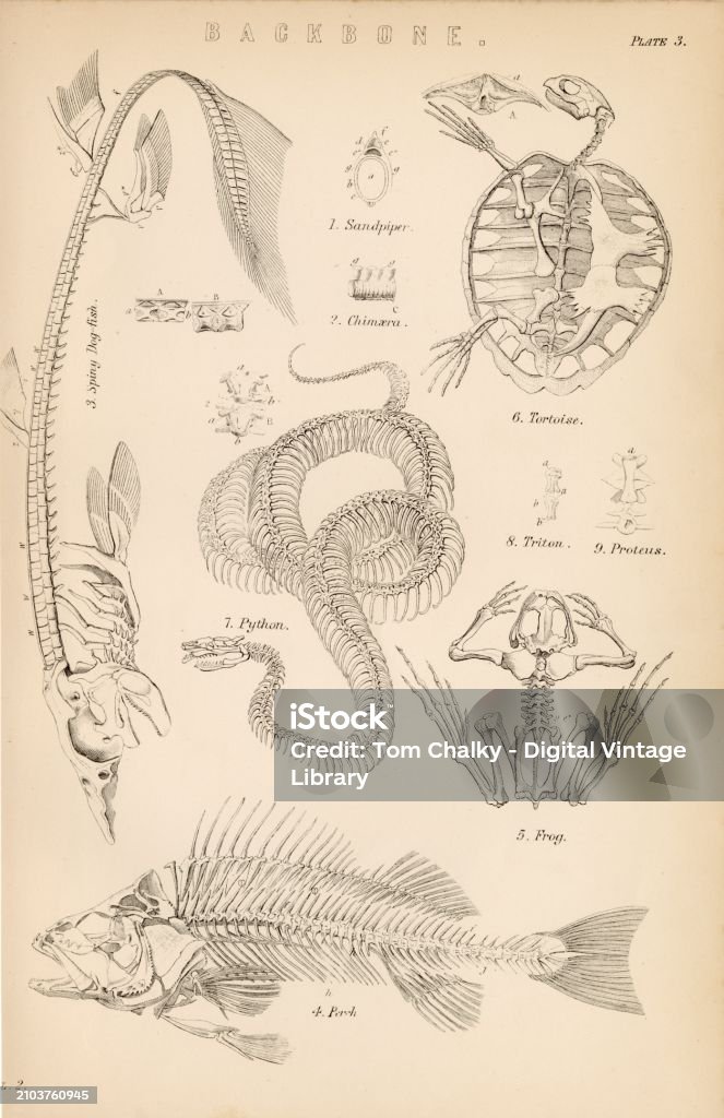 Python Anatomy Necropse Animal Anatomy Various Skeletons Python Tortoise Frog 1880 Artwork ...