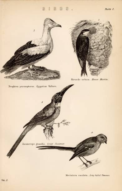istock BIRDS - Egyptian Vulture, House Martin, Titmouse. Antique 1880 Print 2103761502