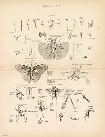 Front View Insect Insects Detailed Anatomy Of Various Insects Antique Artwork Stock ...