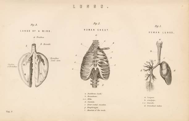istock ANATOMY - Lungs of a Human and Bird - Antique 1880 Print 2103774957