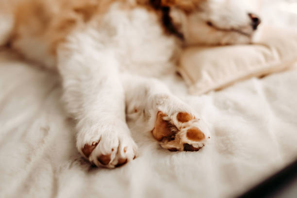 istock Closeup of an Aussie Goldendoodle puppy sleeping on bed 2103784739