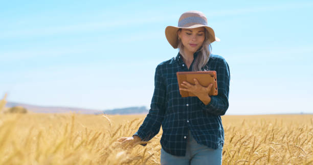 istock Farmer, tablet and wheat inspection on field for quality control, grain check and agriculture in environment. Agronomist, woman and produce inspector on farm for healthy crop production or evaluation 2103787857