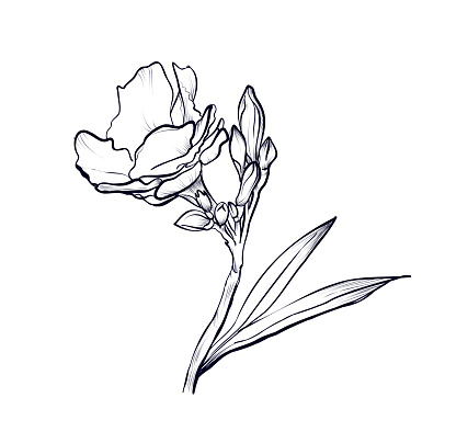 Hand-drawn oleander flower vector illustration