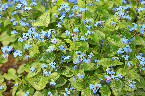 Brunnera Macrophylla 'Jack Frost' (Kaukasus-Vergissmeinnicht).