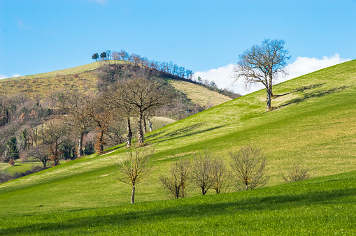 Hills with agricultural fields in Marche region, central Italy