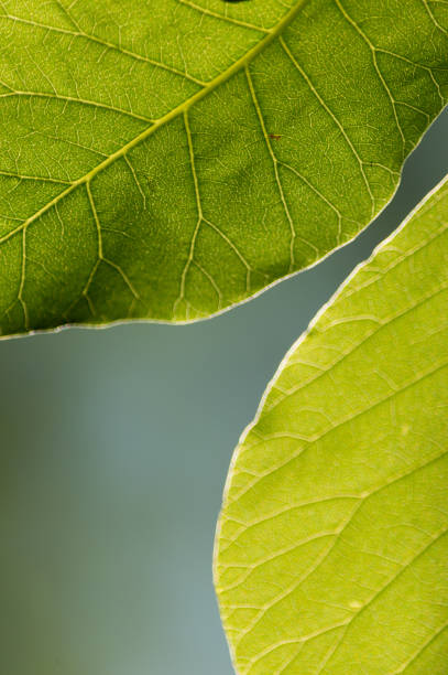 zielone liście wiosną z bliska - chloroplasty zdjęcia i obrazy z banku zdjęć