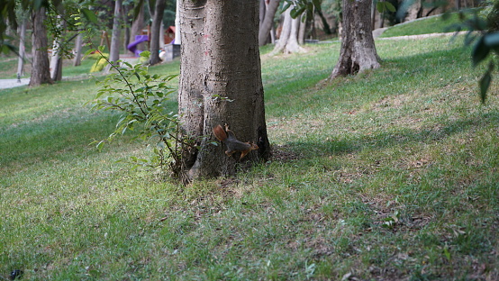 Cute little  squirrel looking for food in park, on the ground in public park in Taipei, Taiwan