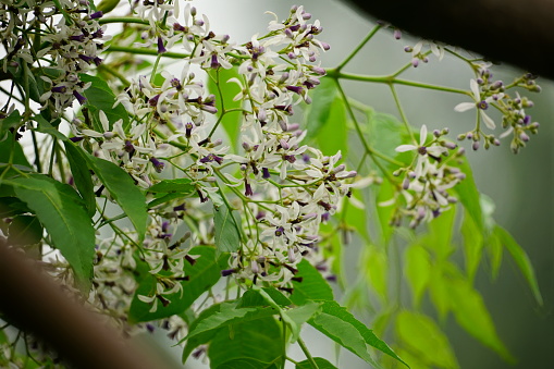 Close-up of Chinaberry flowers blooming on a tree