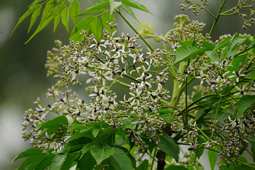 Close-up of Chinaberry flowers blooming on a tree