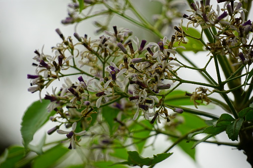 Close-up of blooming Chinaberry flowers