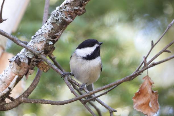 istock Image of a curious Black-capped Chickadee perched in a tree at Killarney Provincial Park in north 2103841427