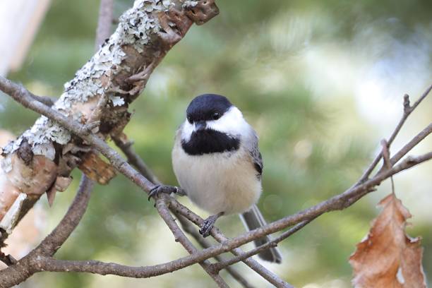 istock Image of a curious Chickadee perched in a tree on a Spring day in Killarney Provincial Park. 2103841428