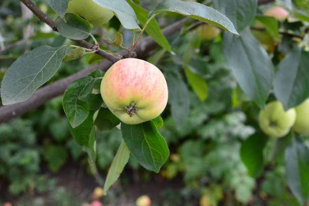 an apple hanging on a tree with leaves close up