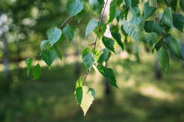 istock Little green tree leaves in the sunlight. Natural texture, Vegetative abstract background. 2103864886