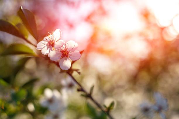 Apple trees flowers. Blooming apple tree in springtime. White flowers. Spring background. Fruit tree flowers