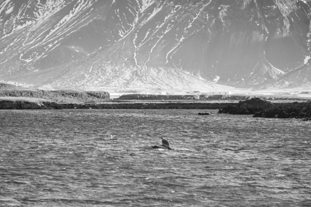 A whale shows its fin in the bay of Reykjavik. Captured in mysterious black and white