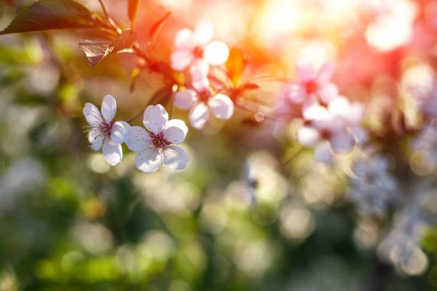 istock Apple trees flowers. Blooming apple tree in springtime. White flowers. Spring background. Fruit tree flowers 2103870327
