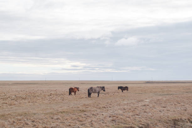Icelandic Horses on a vast field with interesting sky.