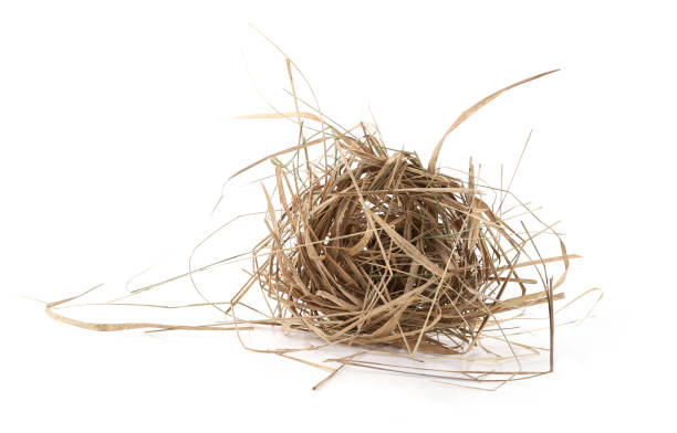 istock Ball of hay isolated on white background. 2103873491