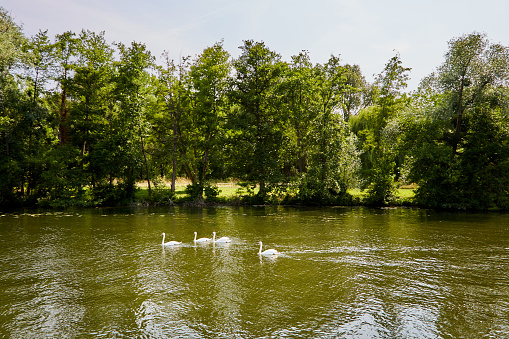 Group of Four Swans Swimming in a River