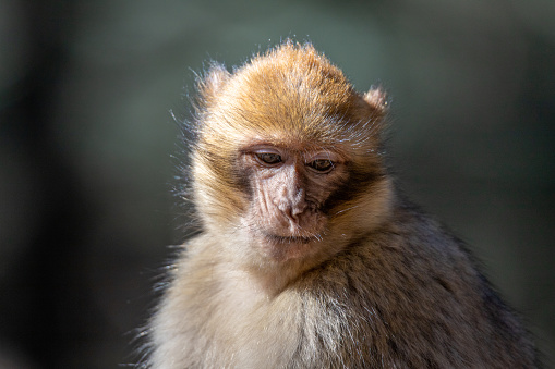 This photo shows a barbary ape in the ceder forest near Azrou in Morocco.