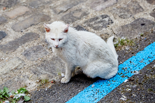 Sick, Old, White, Stray Cat on the Street