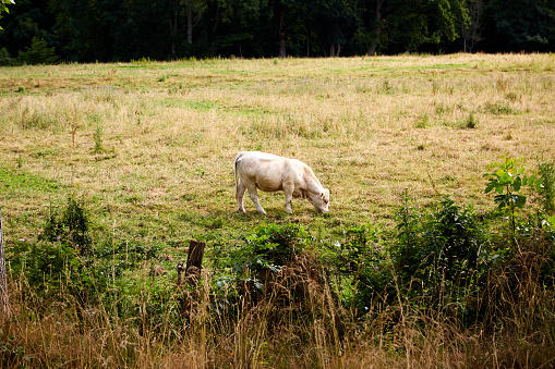 Single White Charolais Cow Standing and Grazing in a Field