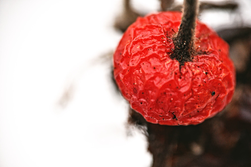 a close-up of a shriveled red berry, emphasizing its textured surface against a muted background