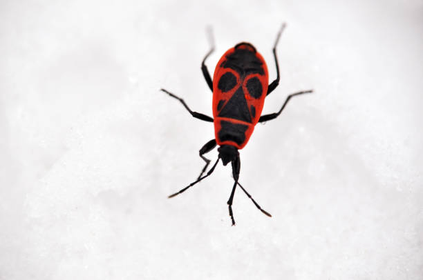 a striking contrast between a vibrant red and black bug against the pristine white snow, showcasing the insects intricate patterns