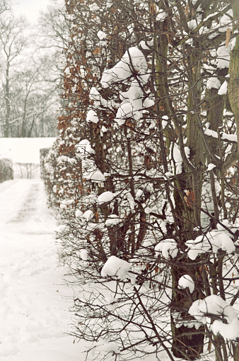 a serene winter scene, showcasing a path covered in snow alongside bare trees with their branches adorned with fresh snow, evoking a sense of calm and the silent beauty of nature