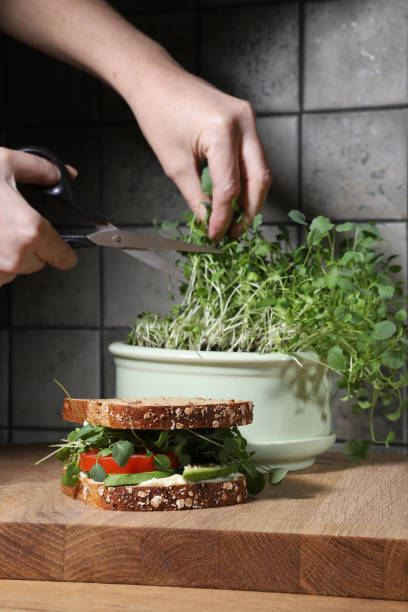 istock Broccoli Sprout home grown and sandwich in kitchen. 2103905127