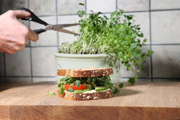 istock Broccoli Sprout home grown and sandwich in kitchen. 2103905150