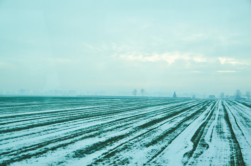a serene and cold landscape where the green rows of a farm field are lightly covered with snow, showing a beautiful contrast and the intersection of different seasons