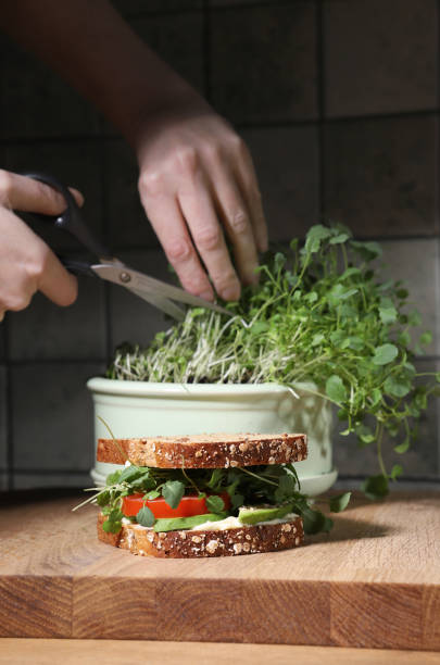 istock Broccoli Sprout home grown and sandwich in kitchen. 2103905680