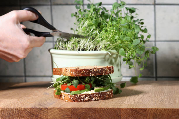 istock Broccoli Sprout home grown and sandwich in kitchen. 2103906155