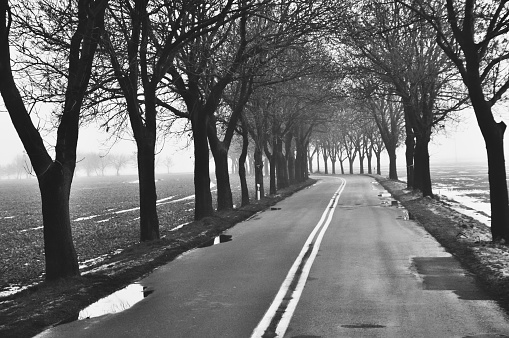 a serene and misty atmosphere, showcasing a quiet road lined with bare trees, evoking a sense of solitude and reflection
