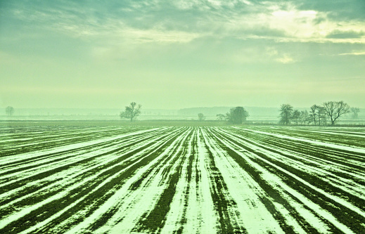 a serene and cold landscape where the green rows of a farm field are lightly covered with snow, showing a beautiful contrast and the intersection of different seasons