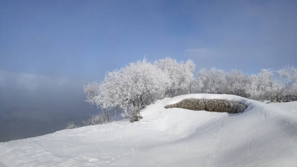 tree holding frost and foggy river in winter. - street fog profile zdjęcia i obrazy z banku zdjęć