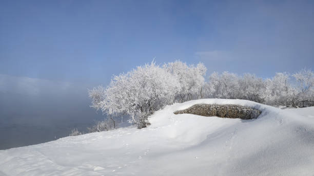 tree holding frost and foggy river in winter. - street fog profile imagens e fotografias de stock