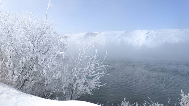 drzewo trzymające szron i mglistą rzekę zimą. - street fog profile zdjęcia i obrazy z banku zdjęć
