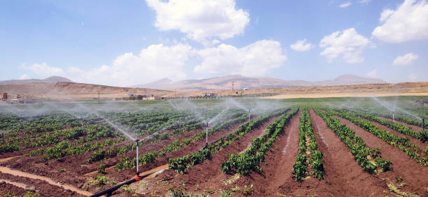 istock Field irrigation work on a cloudy and clear day with irrigation equipment 2103918771