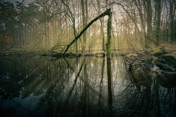 istock Serene Twilight With Sun rays  Over Broken Oak Tree in Forest Lake 2103931982