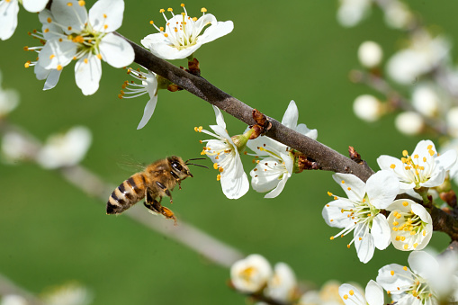 Bee flying to blossoms