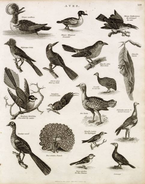 istock AVES - Antique Bird Print - Peacock, Paradise, Titmouse, Tarda - 1800s Plate 2103941187