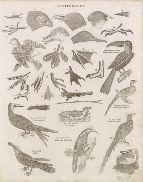 istock ORNITHOLOGY Antique Birds Print - Abraham REES Cyclopaedia Plate 2103941201