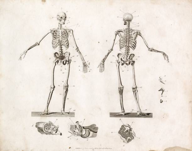 istock ANATOMY - Antique Human Skeleton Print - RARE 1800s Artwork 2103941240