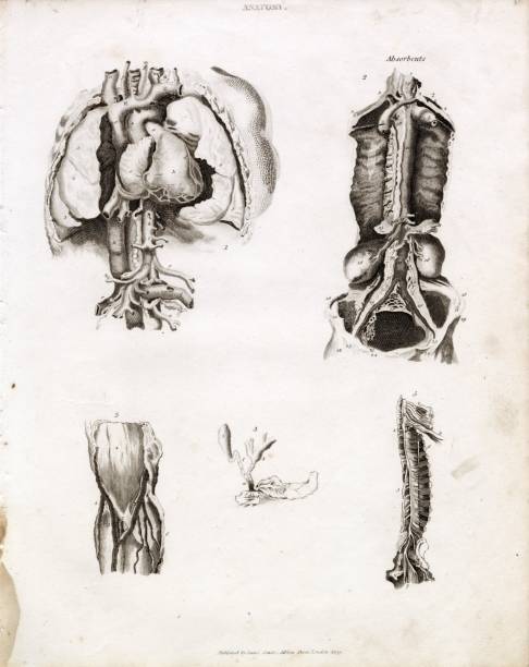 istock ANATOMY - Antique Human Organs Print - RARE 1800s Artwork 2103941253