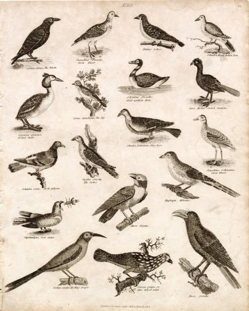 istock ANTIQUE Birds Print - Raven, Plover, Jay, Goat Sucker, Pidgeon, Dove 1800s 2103941299